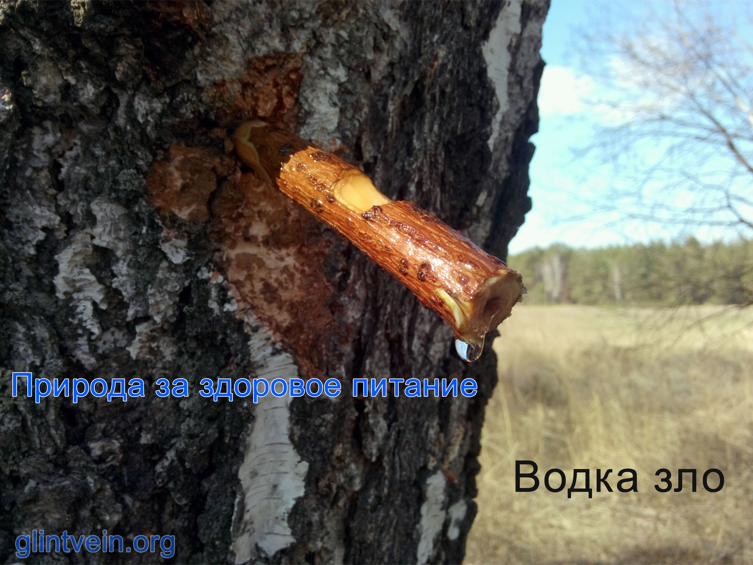 водка на березовом соку